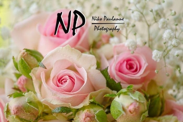 Kesäisiä morsiuskimppuja - Kukkamestarit ja Kukkainfo.fi © Niko Paulanne - nikopaulanne.fi (13) Kesäisiä morsiuskimppuja - Kukkamestarit ja Kukkainfo.fi © Niko Paulanne - nikopaulanne.fi (13)